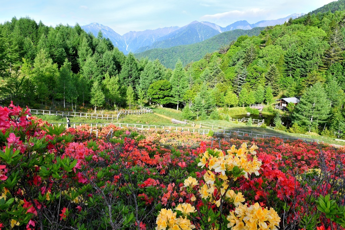 長野】夏の花スポット・名所・見頃～初夏編～ | Go! NAGANO 長野県公式