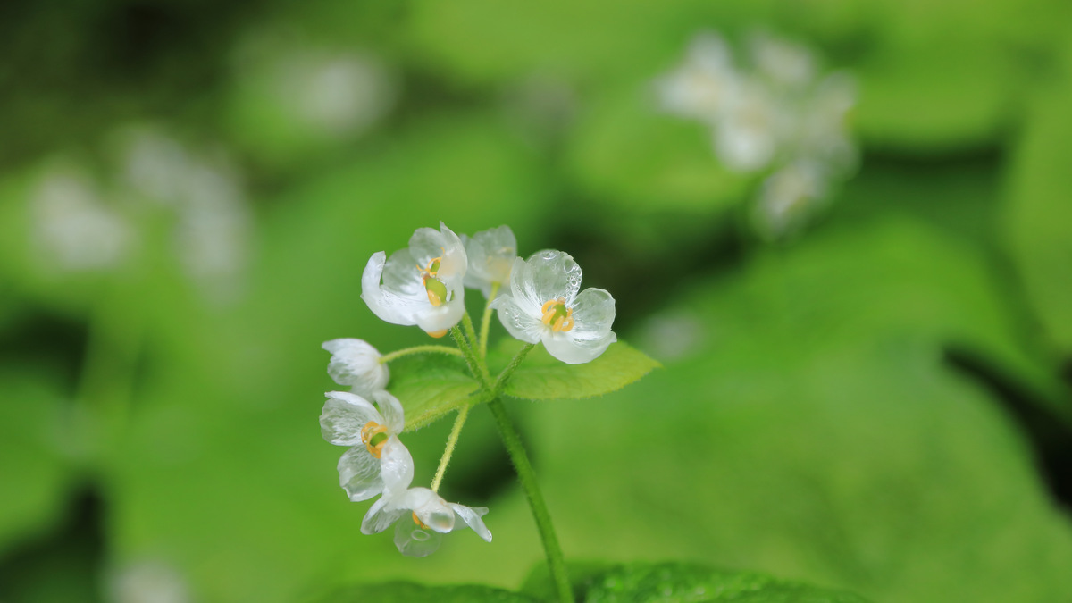 雨の日の特別な花。“スケルトンフラワー”を求めて。濡れると透明になる 