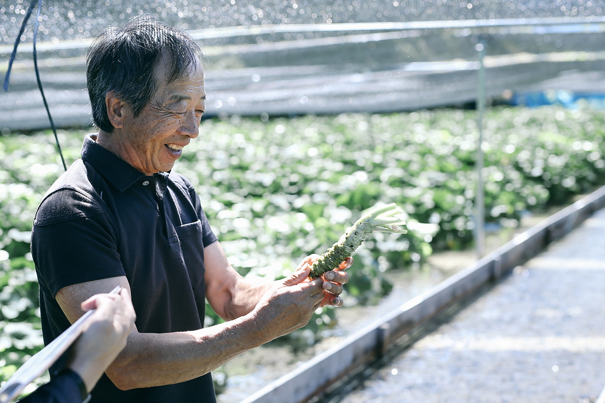 安曇野産生わさび(サンプル)葉茎わさび - 野菜