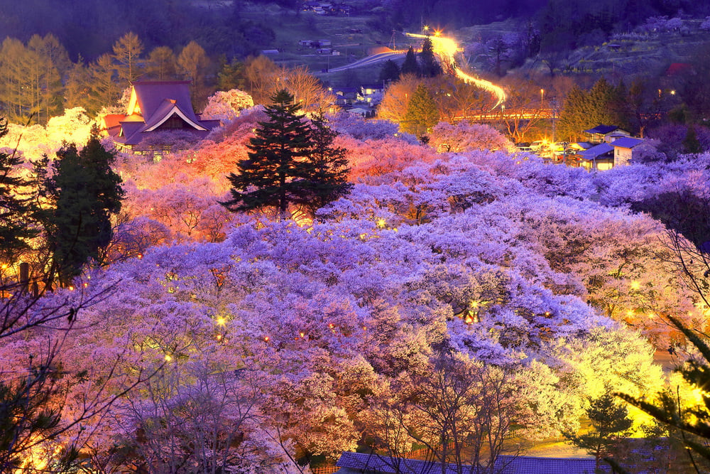 長野 県 桜 コレクション 3000 本