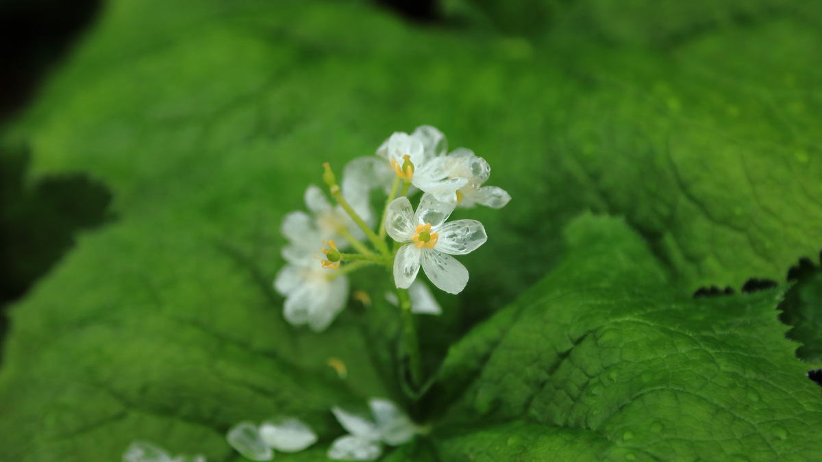 雨の日の特別な花。“スケルトンフラワー”を求めて。濡れると透明になる