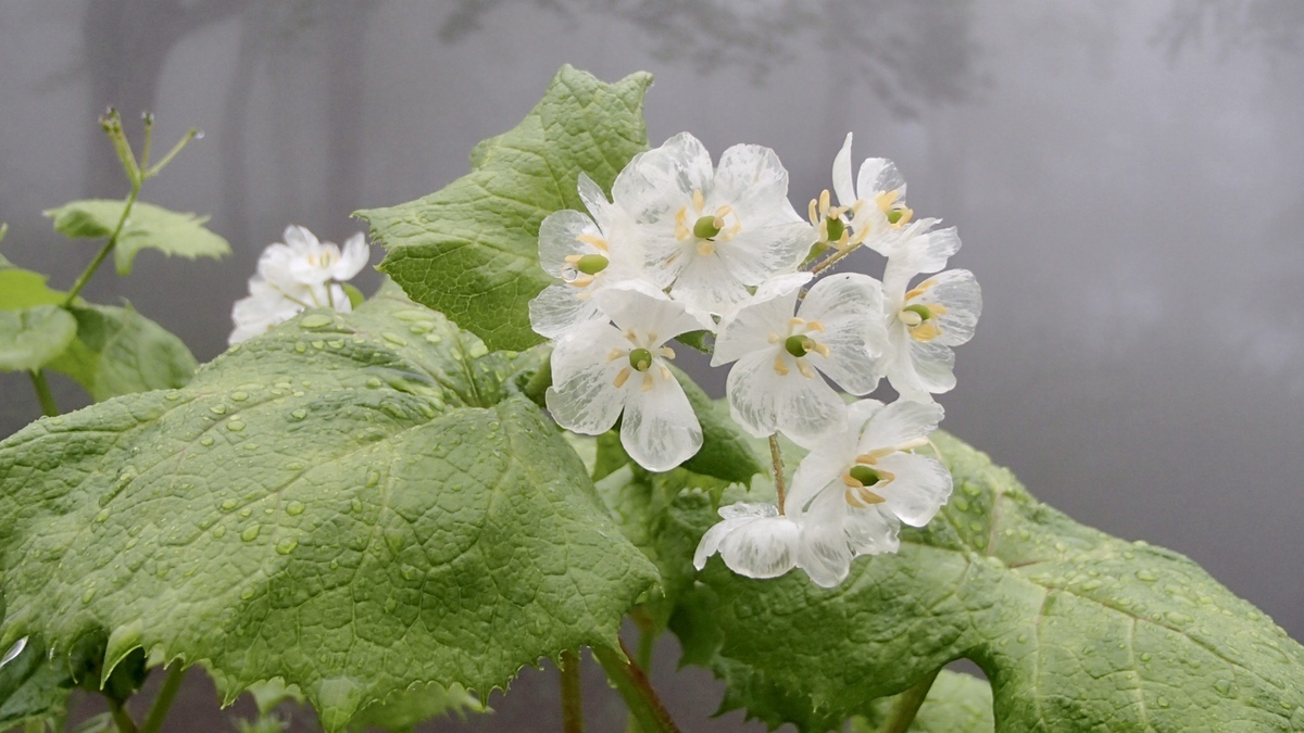 雨の日の特別な花。“スケルトンフラワー”を求めて。濡れると透明になる