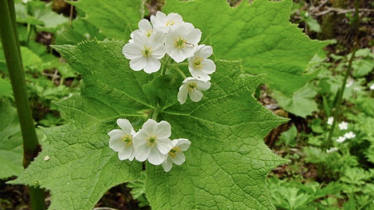 雨の日の特別な花。“スケルトンフラワー”を求めて。濡れると透明になる