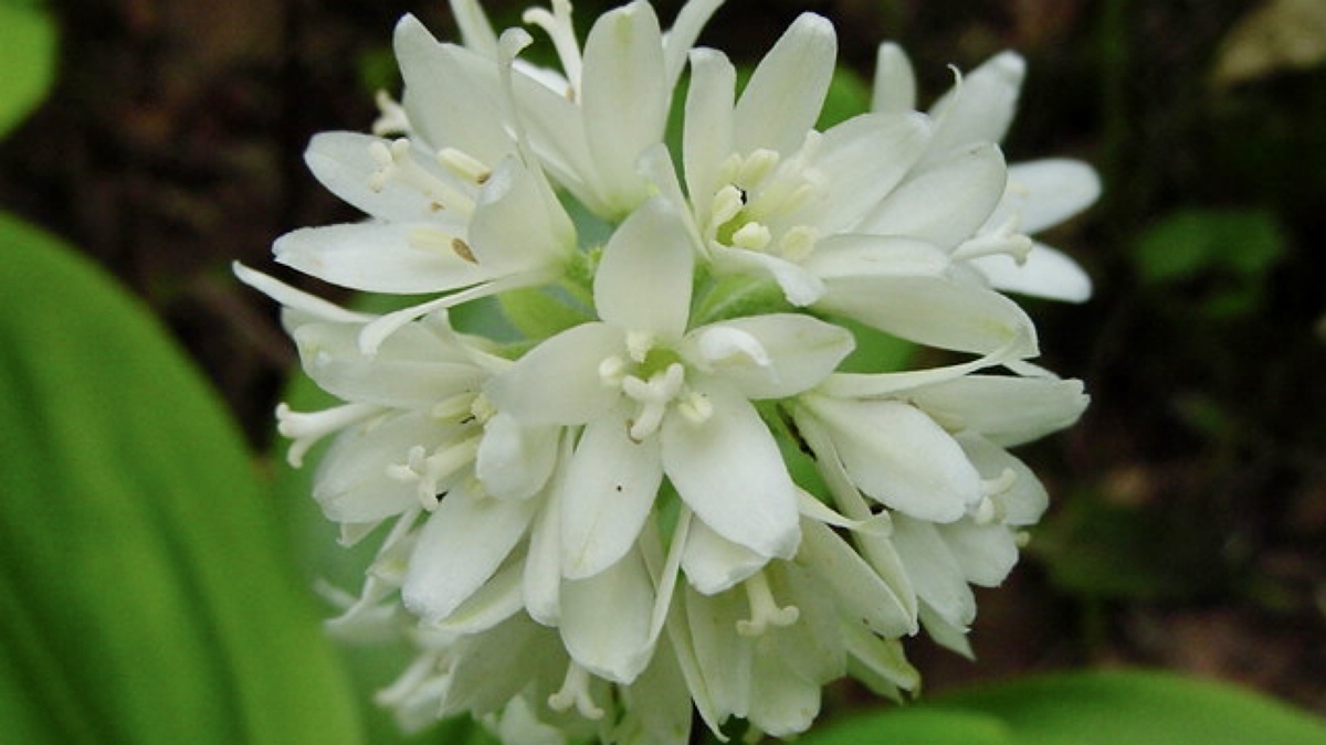 雨の日の特別な花。“スケルトンフラワー”を求めて。濡れると透明になる