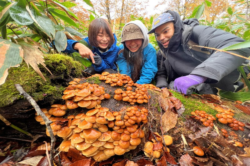 長野でキノコ狩り！旬のおいしい天然キノコが収穫できるツアー8選 | Go! NAGANO 長野県公式観光サイト