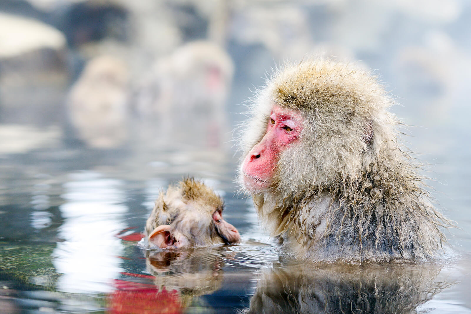 How To Get To The Snow Monkeys | Go! NAGANO Official Travel Guide Of ...