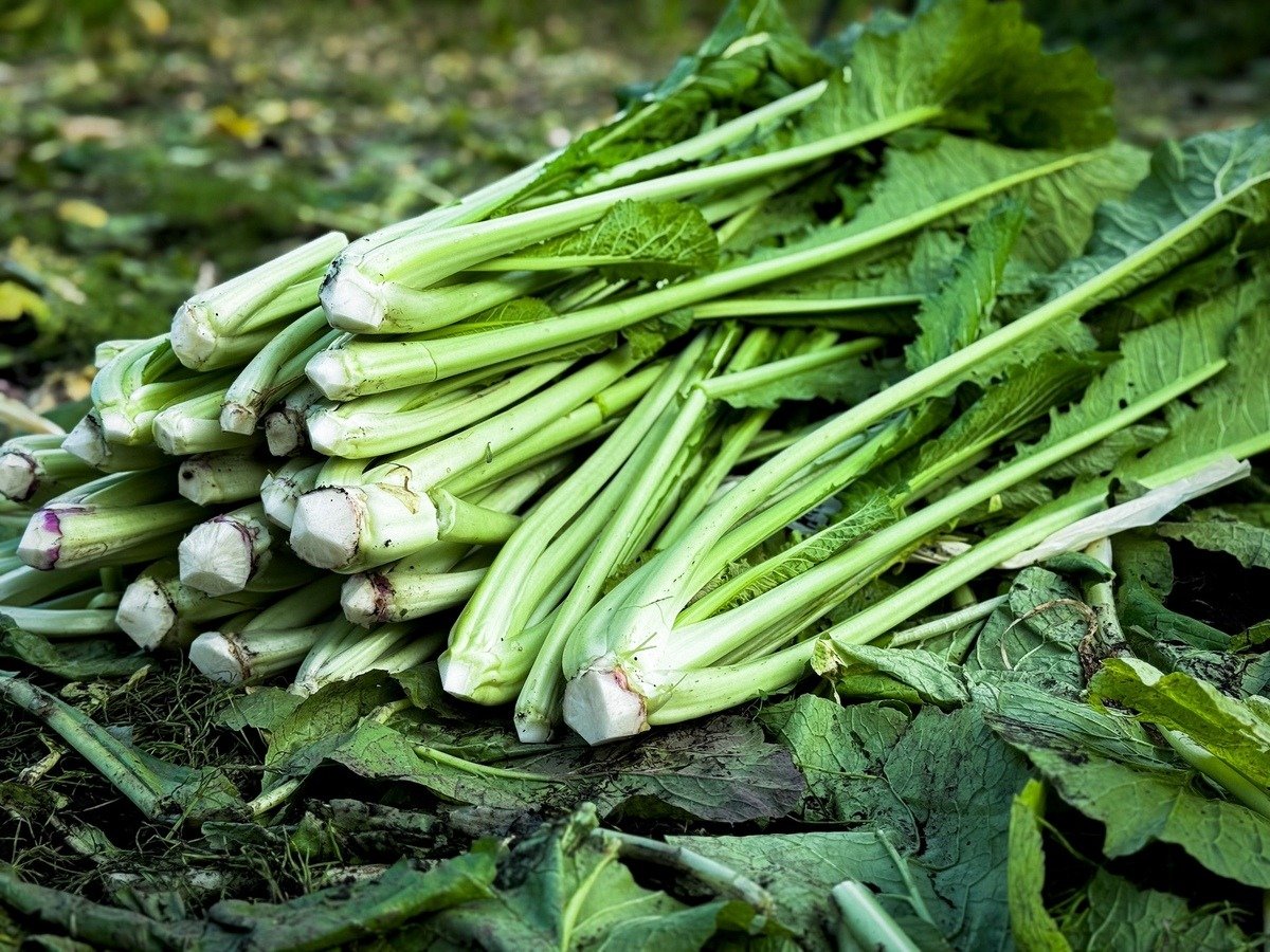 【完全保存版】信州の冬の味「野沢菜」。発祥の地・野沢温泉で収穫、漬け込み体験